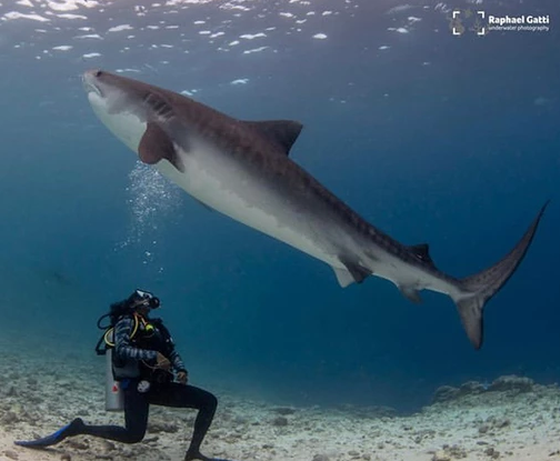 Meet Shark Diving Guide Hamna Hussain

Hamna "Hampty" Hussain is the first female dive master from Fuvahmulah in The Maldives. While relatively new to the world of diving, Hamna is sharing her passion for the ocean and sharks with people around the world.

bit.ly/3t4tH7N