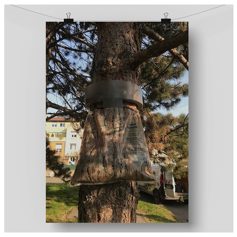 🔛 Les équipes des espaces verts de la ville ont mis en place des écopièges destinés à lutter contre la chenille processionnaire.

🐛 🌳 Ce dispositif, ingénieux et simple, est installé directement sur le tronc de l’arbre infesté de nids.