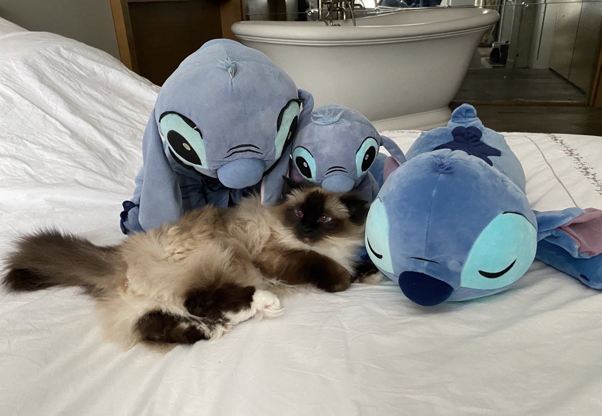 gummythecat's tweet photo. #Caturday on the bed with lot of intruders 😹😹😹 I do not have enough space for my nap anymore… https://t.co/kV0IiTPHJ1