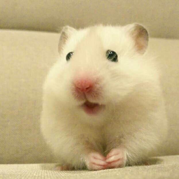 tofusora_ham's tweet photo. ふわふわ https://t.co/7vBjvNpWIk