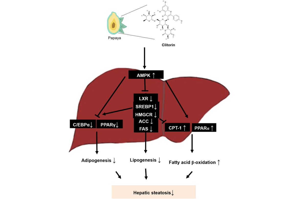 hepaticcellnews's tweet photo. New in @SciReports: Researchers investigated the inhibitory effects and underlying governing mechanism of clitorin in a western diet-induced #HepaticSteatosis mouse model and in oleic acid-stimulated #HepG2 cells. 🔬

🔗 https://t.co/1zHE5ujRWP https://t.co/00qlWCSVbU