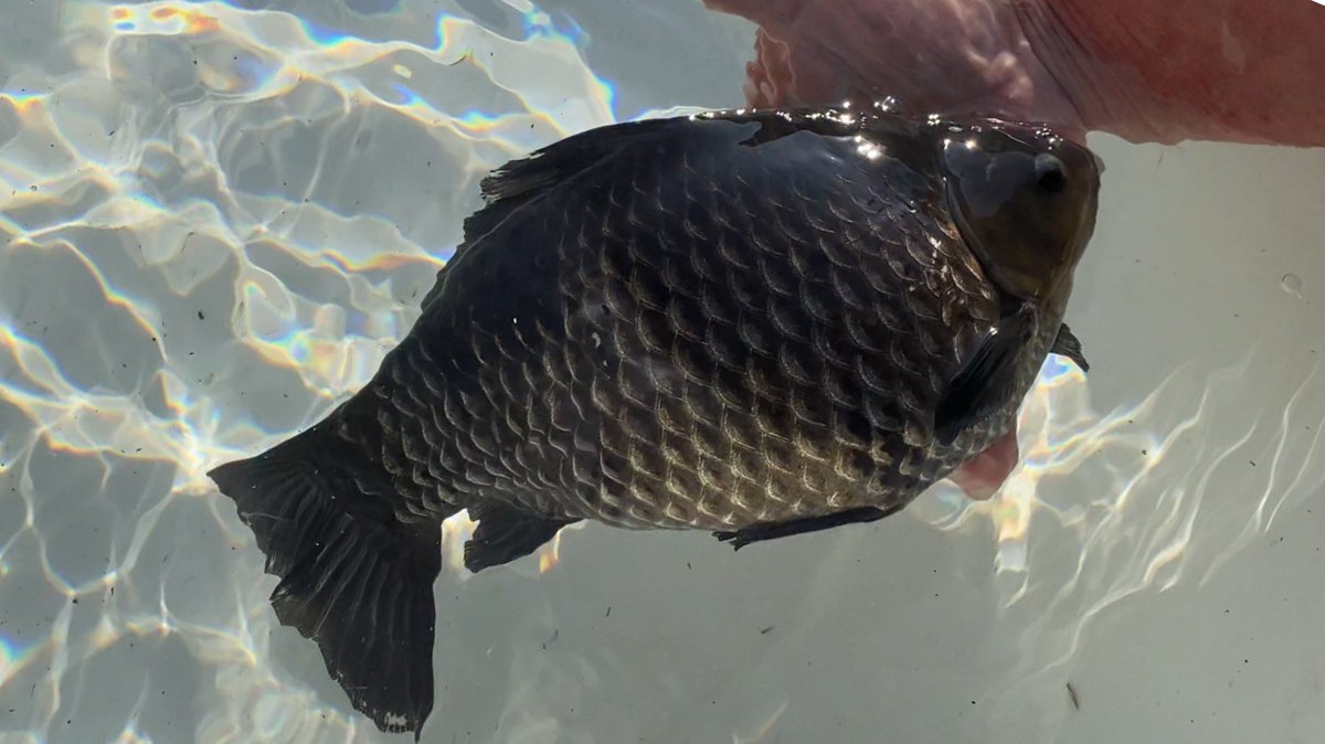 翔鱗会 アルビノ 赤目 更紗和金 墨和金の愛好会 Shourinkai Twitter