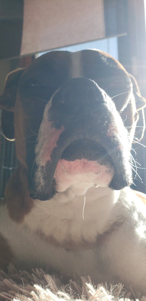 dailyboxer's tweet photo. Ray of sunshine #BrewHaHa #boxersoftwitter #twitterdogcommunity https://t.co/Ik87EwPIEA