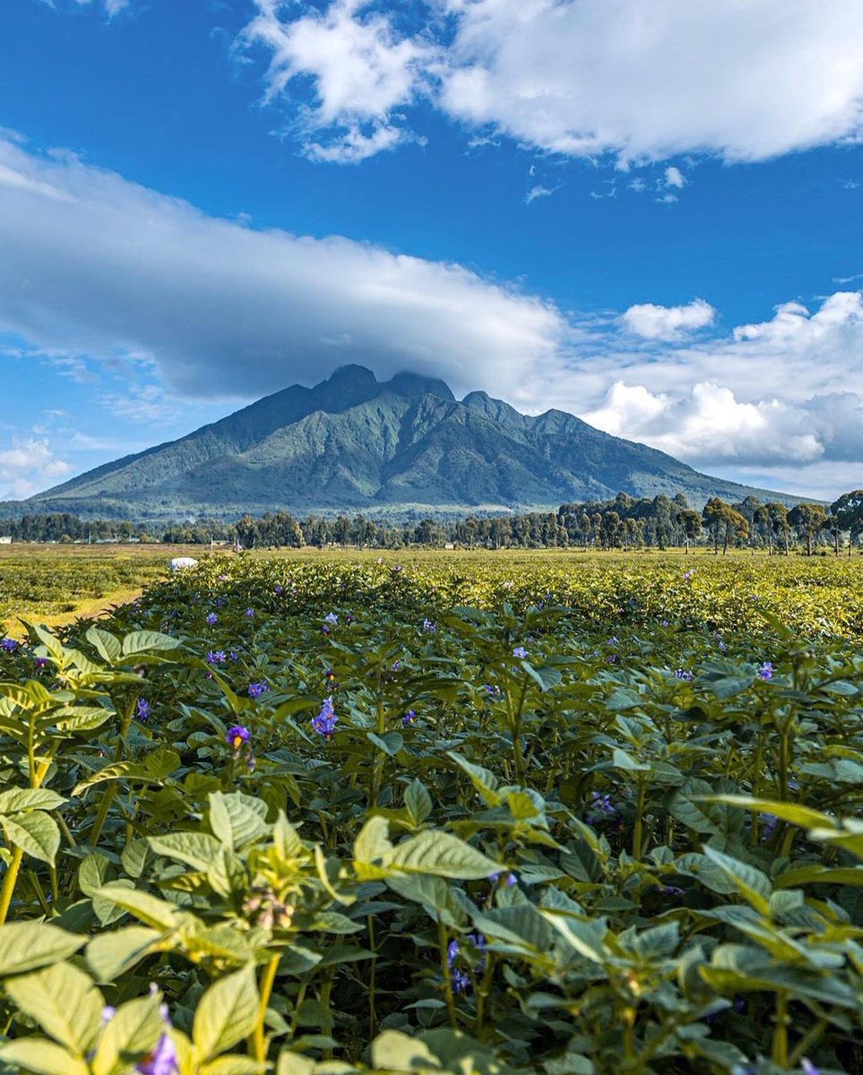 checkoutrwanda_'s tweet photo. Volcanoes National park 🇷🇼#visitrwanda #checkoutrwanda https://t.co/CJAfovTPbX