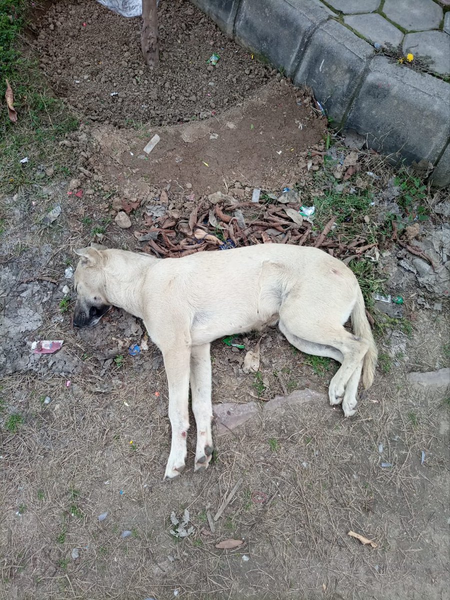Salony557's tweet photo. Show some Humanity π
#VoiceOfTheVoiceless
#HpoeForAnimals
#SaveAnimalsFromExploitation https://t.co/eB5w5vChcO