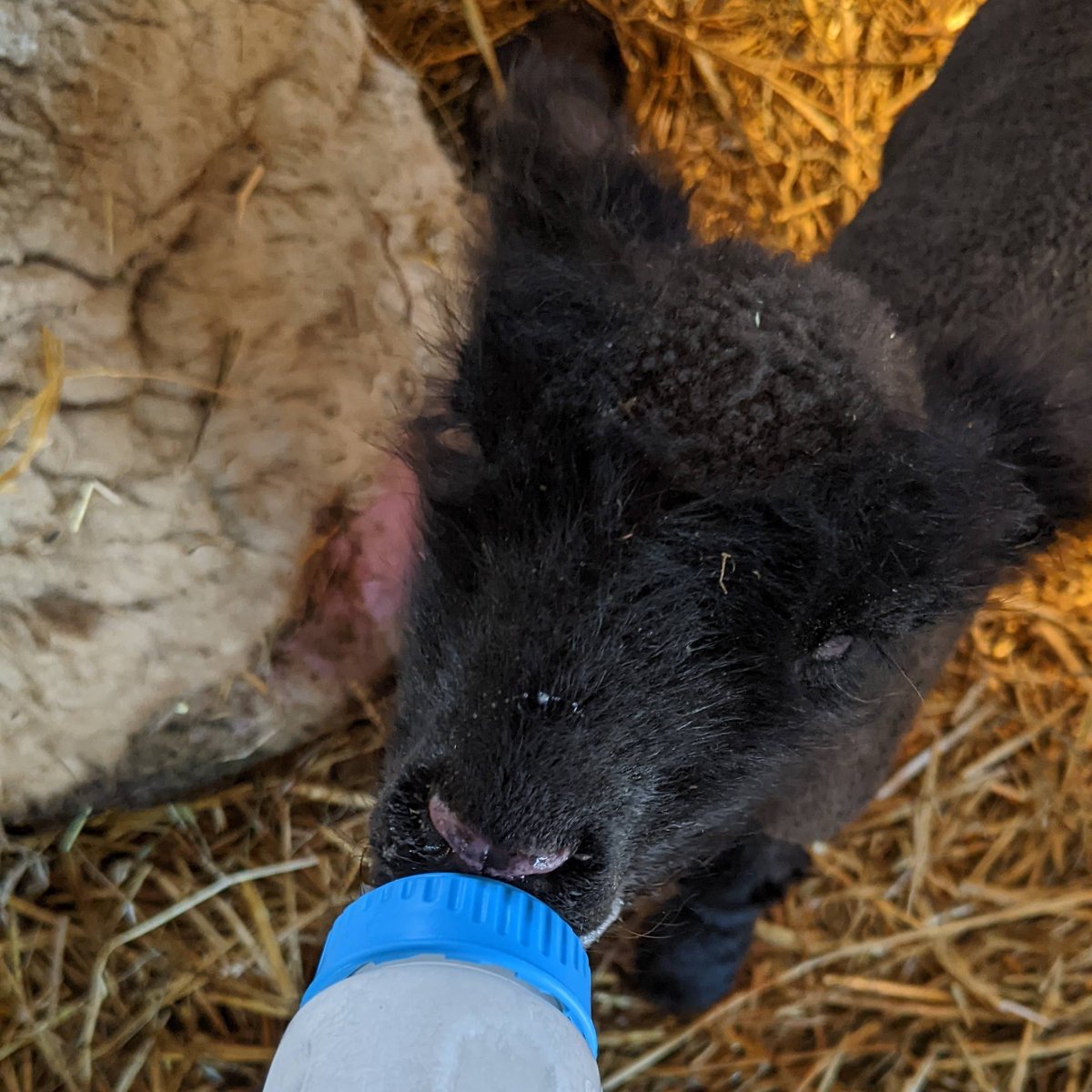 SheepThrillsOH's tweet photo. It's been a busy week! Bella had twins - a ram and ewe - on Wednesday and Elphie had a single unassisted on Thursday.
Bella's ewe lamb seems to need some extra help, so we're bottle feeding her. She has #eyebrowsfordays
#sheep
#sheep365
#lambs https://t.co/t4nFa5br27