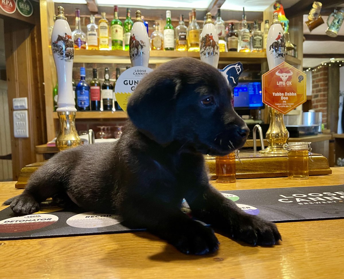 Meet our new addition to The King &amp; Queen Team 💕
She’s yet to be named so how about giving us some inspiration ideas 🙏