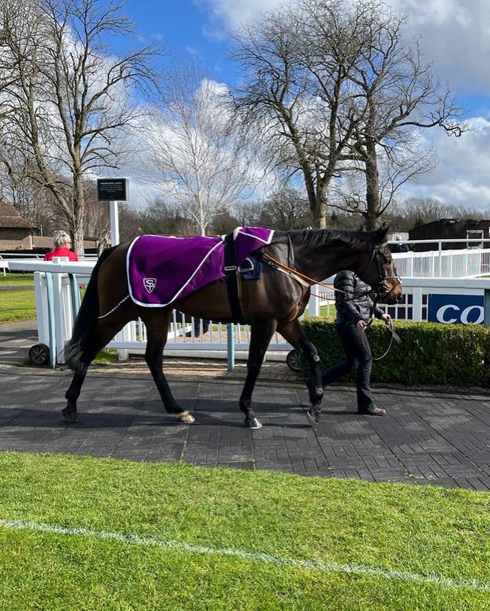SPearce_Racing's tweet photo. Noble Peace @lingfieldpark with @soph_silvester winning best turned out #handsomehorse #lookingwell https://t.co/BpqqP80nie