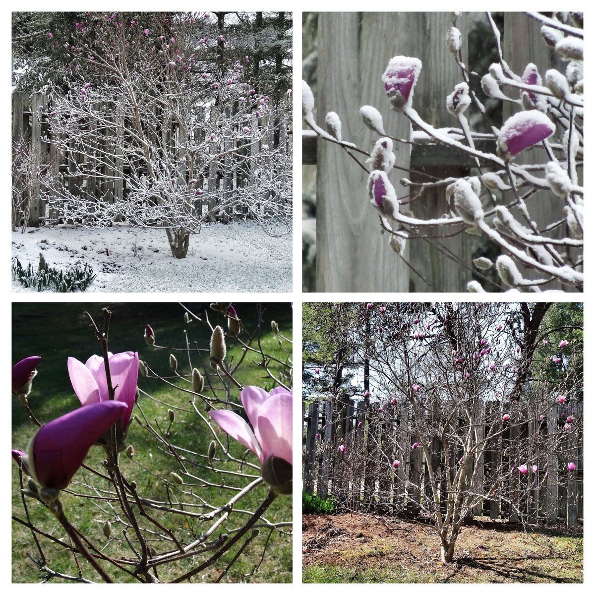 klynns_lens's tweet photo. What a difference a day makes, Sunny and 65 March 11, Snowy and in the 20's March 12, Saucer Magnolia, Weaverville NC #snowyspring #saucermagnolia https://t.co/NO9dDRhvAX
