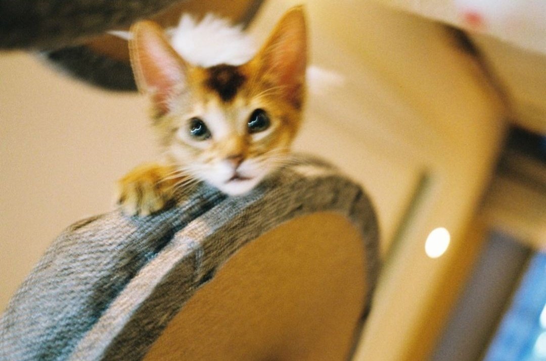 ten as cat 🐱 tweet media