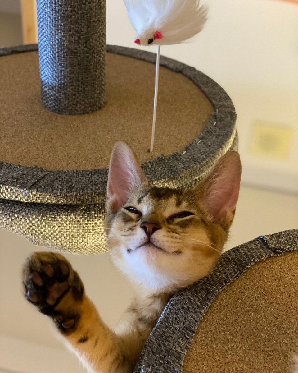 ten as cat 🐱 tweet media