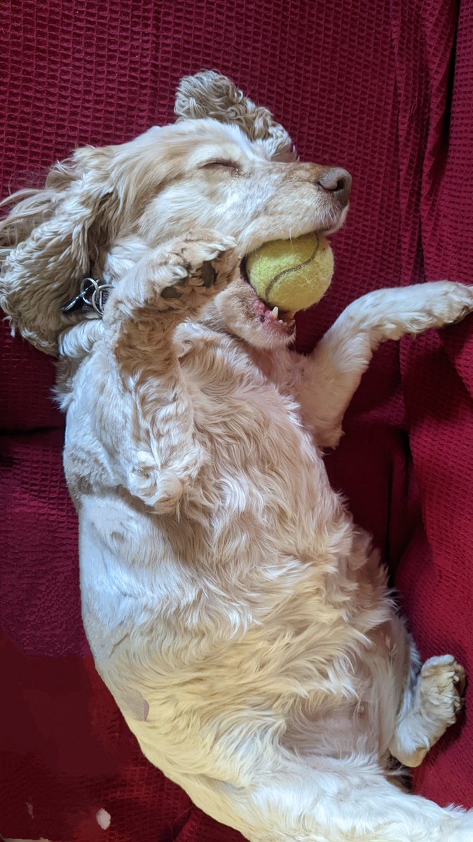 Joanne Abrahams tweet media