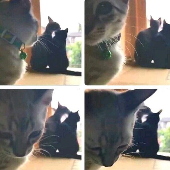 MyCatsYouCats's tweet photo. El amor no correspondido https://t.co/hmq7yfzPDI