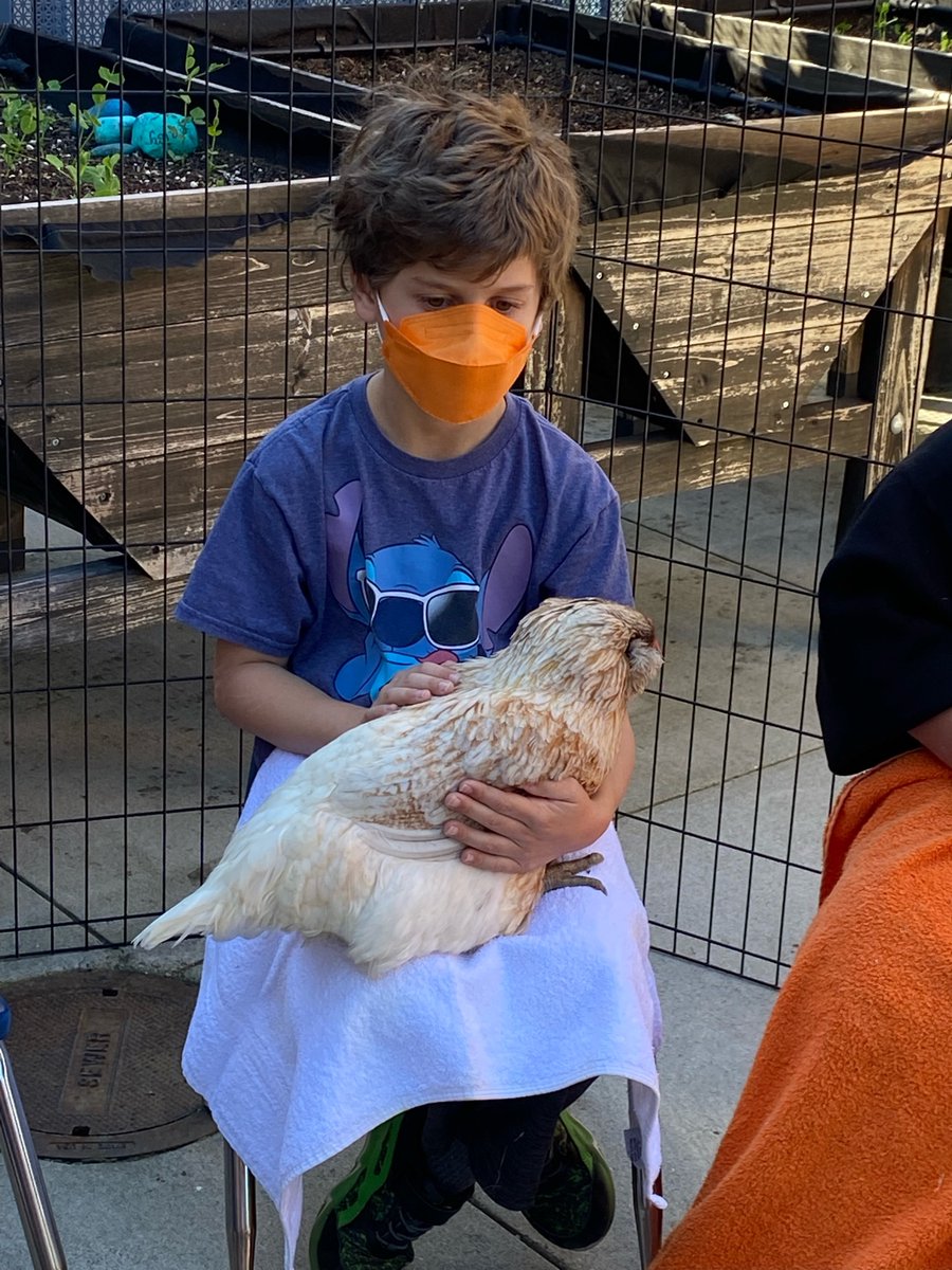 HeatherSCSD's tweet photo. Celebrating Ability Awareness Week with Jasper Ridge Farm therapy animals. Thank you SEDAC! #scsdproud https://t.co/X0O9fB8txa