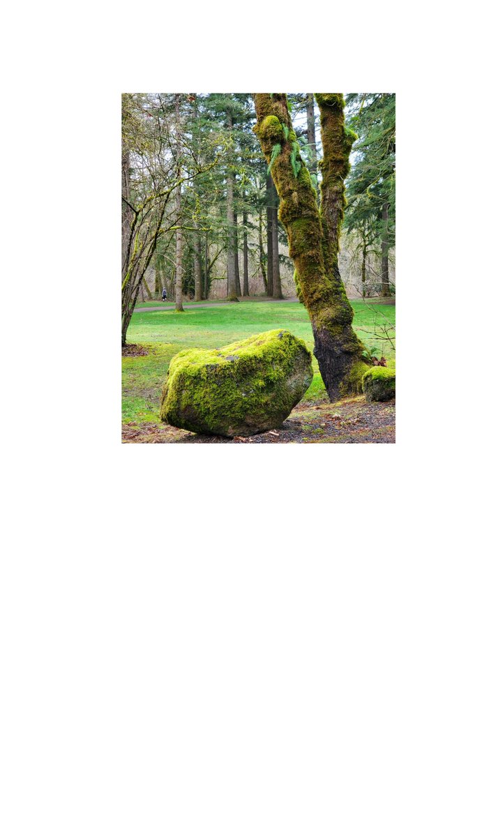 489vanc's tweet image. Blarney Stone stand-in, but all the shades of green are for real. #nofilters  
#StPatricksDay
#myfavouritecolour ☘️
#stpatricksday2022 ☘️
#lewisvillepark #rainforest
#streetphotography
