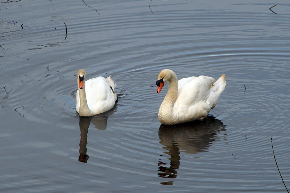 dvschend's tweet image. Well hello you two. Are you here to announce spring? 🥰😍🦢

#zwaan #swanlife