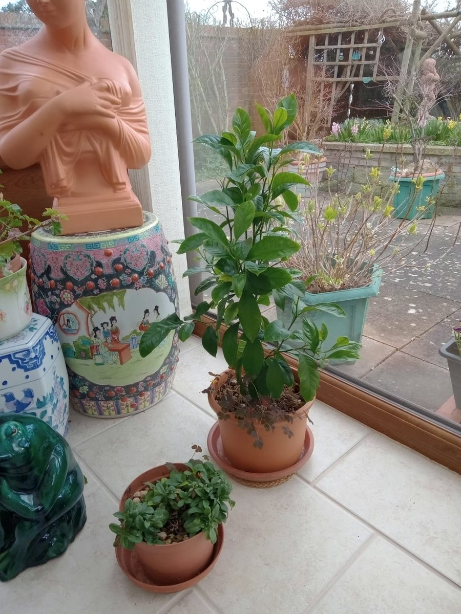 My donated lemon tree thriving in its new home grown from a supermarket see #gardening #tree #lemon #plantgifts