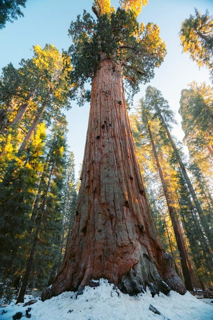 geography_point's tweet photo. Sequoia National Park https://t.co/ZrDWSaPBax