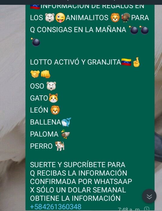 Franklinizzio's tweet photo. @AGENCIAKOKONELL
@DEnmascarado
@ARodriguezVera
@almadelhipismo 
@m_estiben 
@Angel17561 
@CaribePalma
@enriquegonzal84
@jeanmaire280285 
@EvonySolorzano
@thekingnba1980
@marrpacheco
@radiohipico1
@ELLOCOHIPICO2 https://t.co/yTuGd7as7c