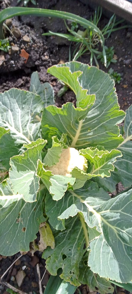 Why when waiting for a cauliflower,do two cauliflowers turn up at the same time #allotment #spring #visitbradford