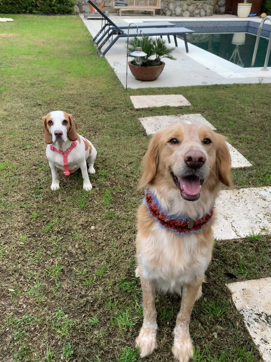nesliko's tweet photo. Latte, Rocky, Boti hepsi 1-2 sene öncesine kadar sokak köpeğiydi. Evdekilerden tek farkları şanssız olmalarıydı. Lütfen ama lütfen satın almayın, sahiplenin. Hayır ikisi de hayvan sevmek değil. #satinalmasahiplen https://t.co/PAq81YArbu