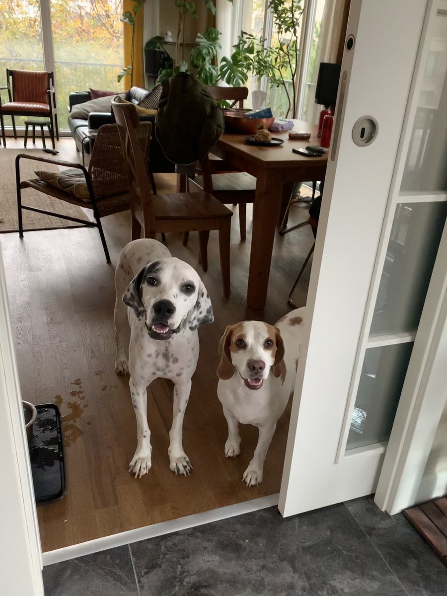 nesliko's tweet photo. Latte, Rocky, Boti hepsi 1-2 sene öncesine kadar sokak köpeğiydi. Evdekilerden tek farkları şanssız olmalarıydı. Lütfen ama lütfen satın almayın, sahiplenin. Hayır ikisi de hayvan sevmek değil. #satinalmasahiplen https://t.co/PAq81YArbu