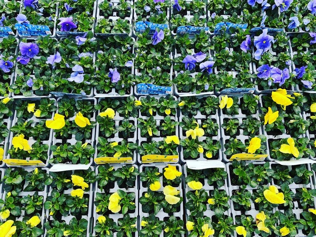 HortusLoci's tweet photo. 🇺🇦 This weekend, all the proceeds of our bedding sales will be donated to the DEC Ukraine Humanitarian Appeal. 🇺🇦 https://t.co/MFgbeJwwH3