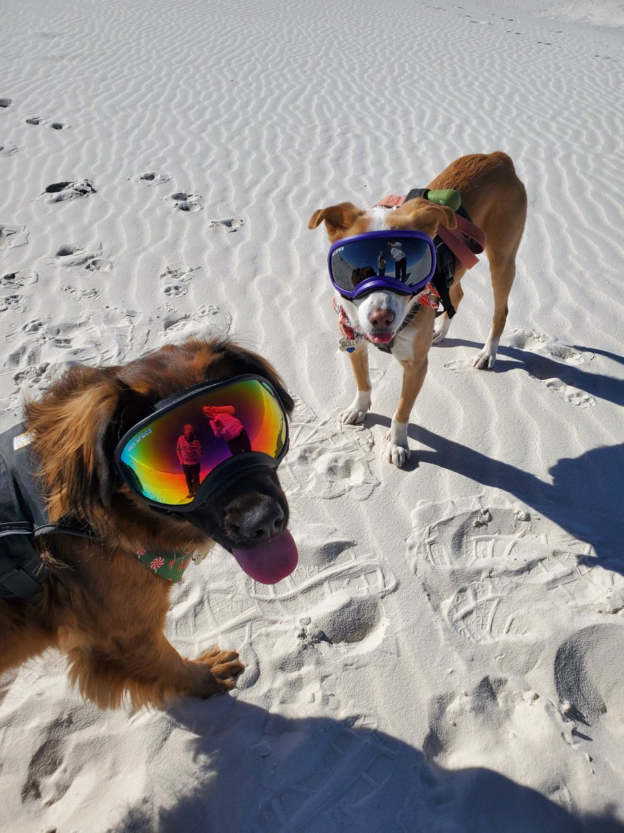 ClickOrFix's tweet photo. @BinnysBev @GooseIsland @GooseIsland roadtripping to AZ and stopping at White Sands National Park with the pups in December to see my folks for Christmas! That yellow cooler would not only be useful but look great on our road trips! https://t.co/c0Z2sl7a8o