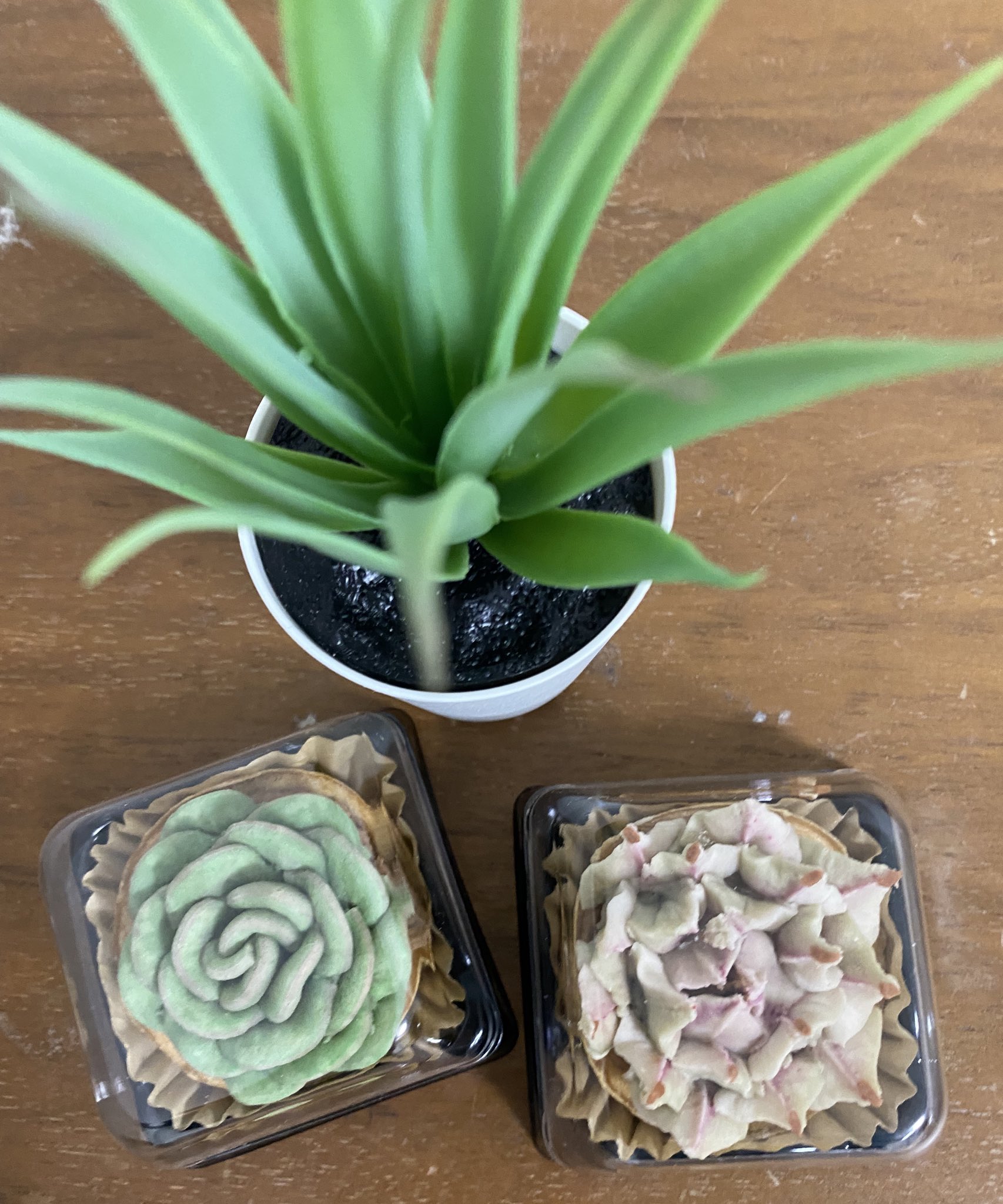 よしの女装ネイリスト 食べれるのはど れだ 多肉植物 和菓子 T Co Sihnnj4xty Twitter よしの女装ネイリスト 食べれるのはど れだ 多肉植物 和菓子 T Co Sihnnj4xty Twitter