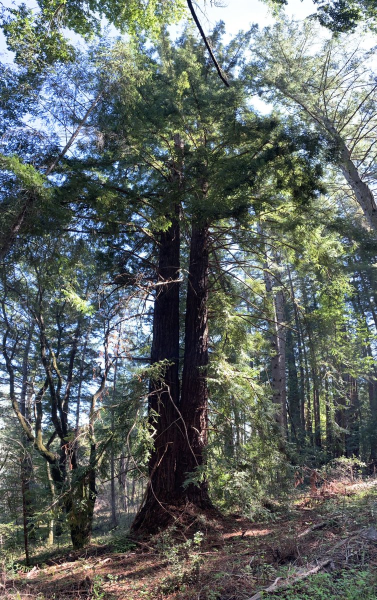 RFFI_ORG's tweet photo. Its going to be a beautifully sunny day; perfect for a hike through our forests
#SaturdayVibes https://t.co/aLFDDUdyKh