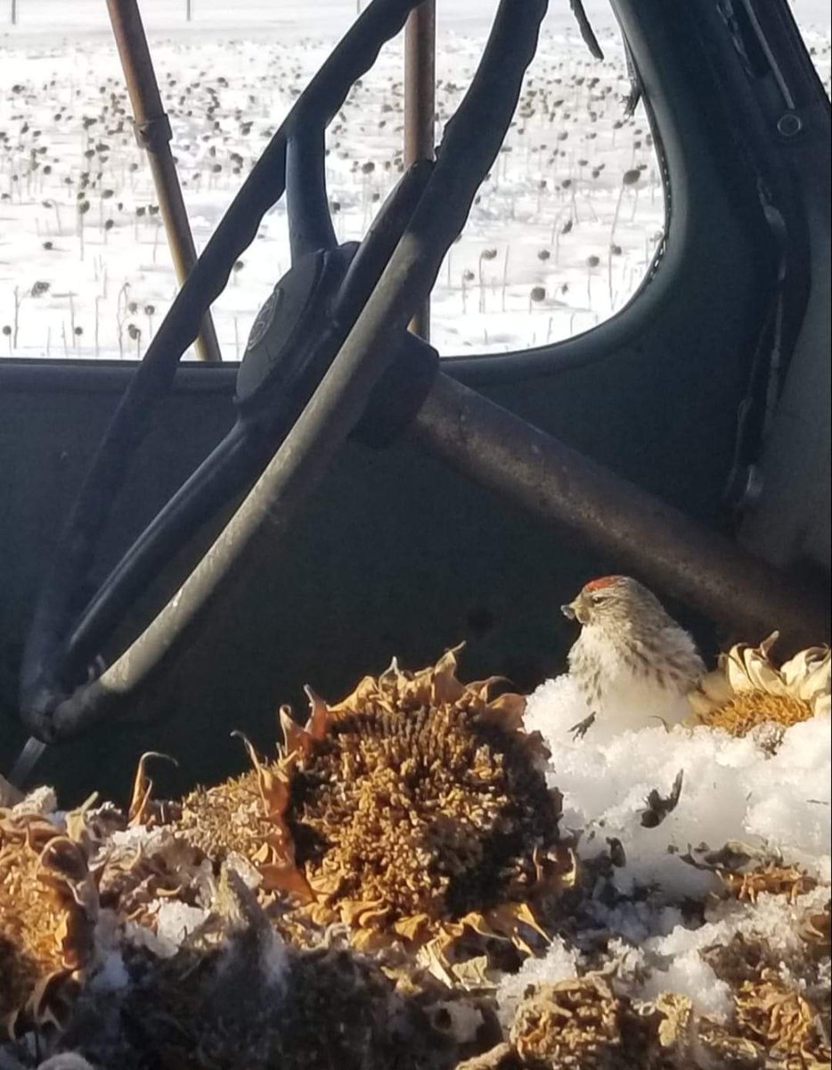 SharkMcdon's tweet photo. Had a chance to take a walk around our #RiverbendTradingPost #SunflowerUpickFarm.  The 🐿 filled the #REOSpeedwagon with 🌻heads for the winter.  The birds, squirrels and deer are just loving it! ❤ 🙂🌻🐿🐾 For 2022 all we need is @kcreospeedwagon to come out for a visit! 🇨🇦🎵 https://t.co/0P9ztBlRN6