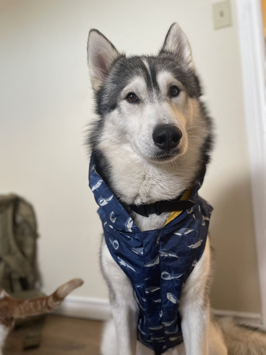 go.shilo tweet media