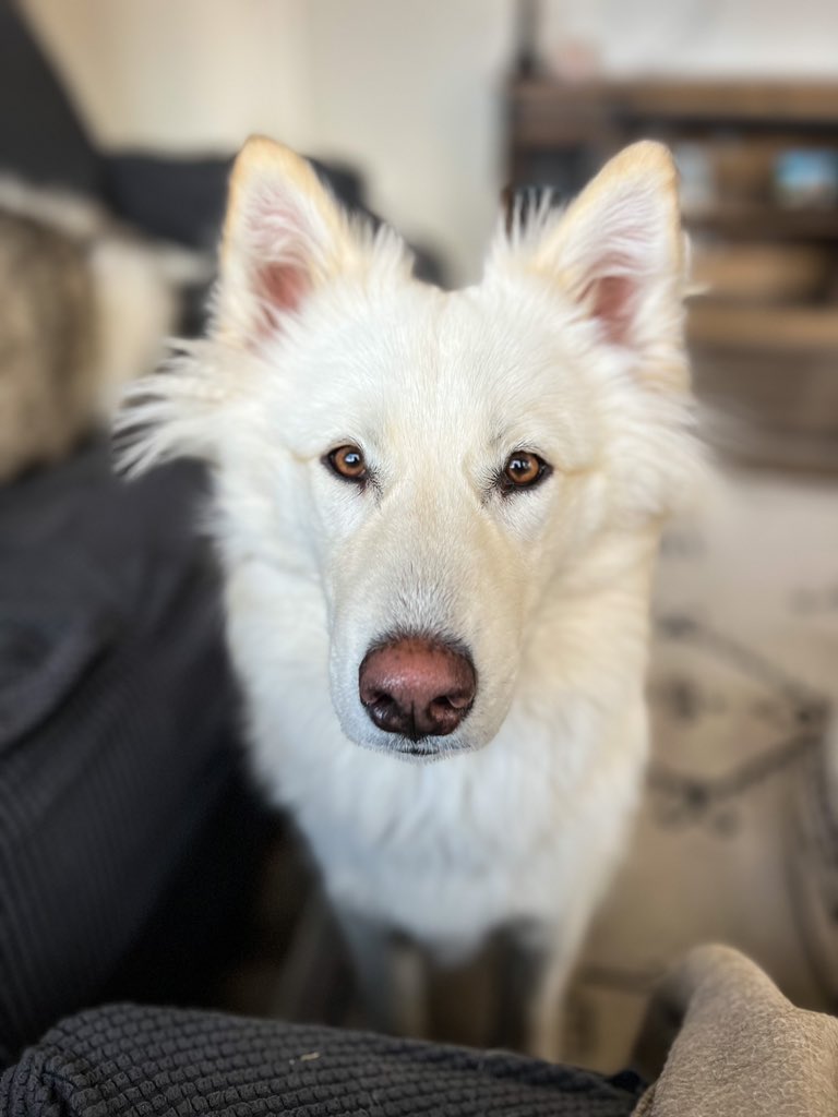 “Mom, stop being sick and pay attention to me.”
#twitterdogcommunity #twitterdog #dogsoftwitter