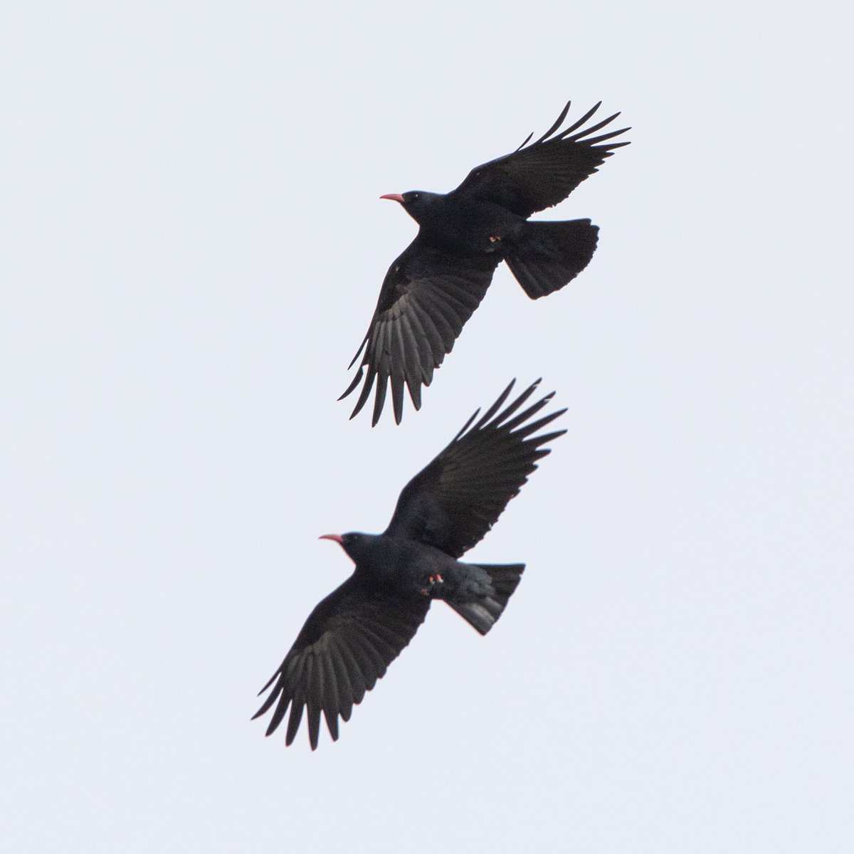 bardseyben's tweet photo. Some lovely spring sunshine to take part in today's Llyn and Iveragh Peninsula Chough count, in collaboration with @EcomuseumsLive @RSPBCymru @NTSnowdoniaLlyn. At least nine birds on Mynydd Rhiw and nearby Mynydd y Graig - so good to see playing in the fresh southerly wind! https://t.co/N2zuEHVhBU