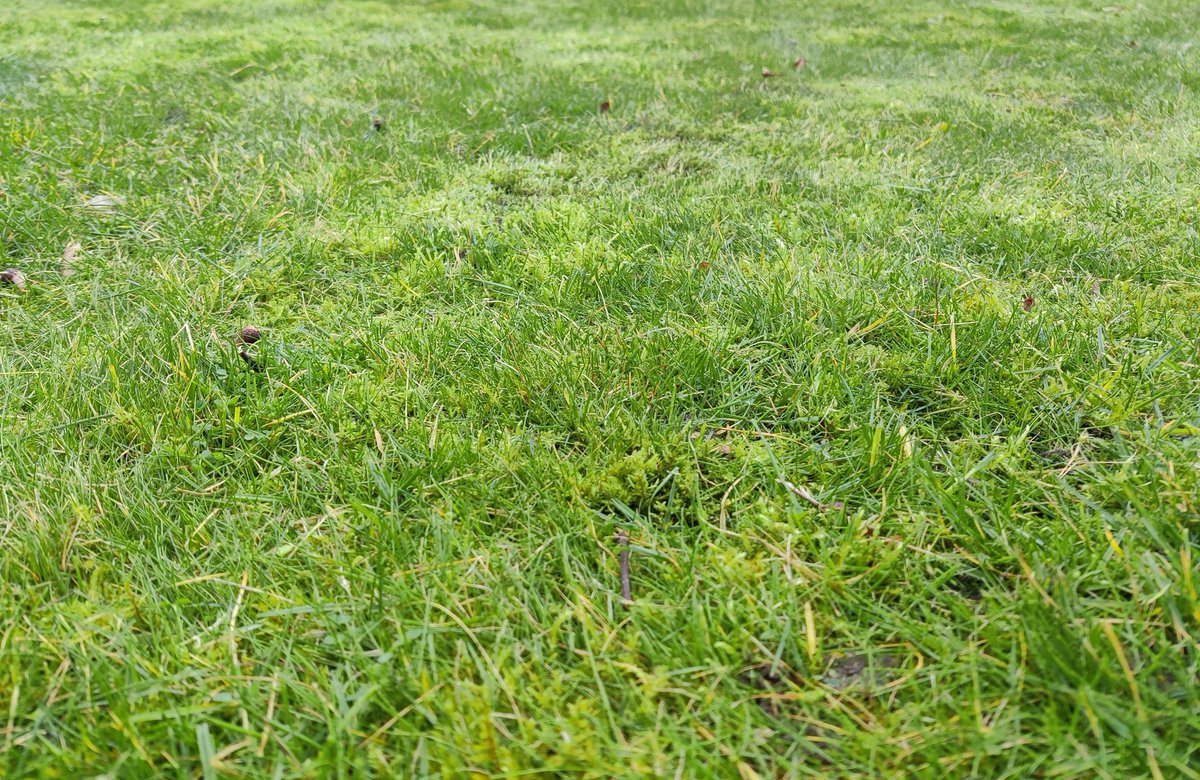BronzedCrypto's tweet photo. Let me introduce your to:-

GRASS NODES

The longer your grass, the more your yield

The native token is $grass , it costs 10 $grass to make a node

You are also able to buy fertilizer $fert to help your grass grow

Kyc'd , soon to be doxed, audit after launch, locked liquidity. https://t.co/AmD3QNWMvU