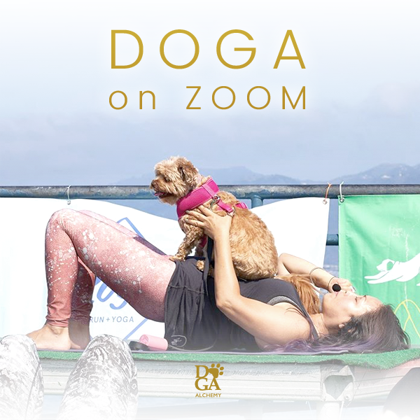 [Online Event] 

Join us for Doga on Zoom to raise your vibration of love &amp; joy. 

Sunday
03/13/22 
9am pdt (remember it's Spring Forward)

Please sign up before start time via the link below:

stephkang.as.me/virtualdoga

- mailchi.mp/f4652b4b1216/e…