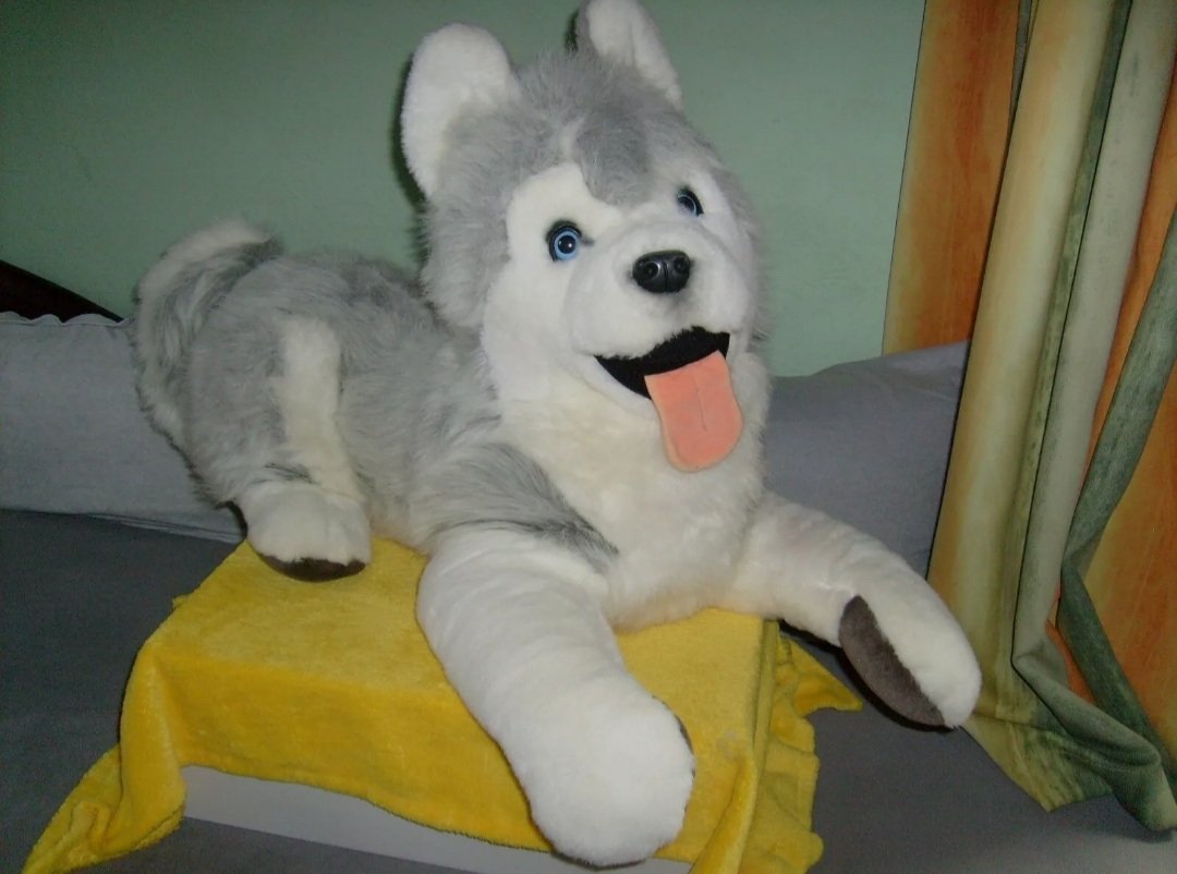 1000Room's tweet photo. Long time ago... now I'm back. Back with my plush collection.
Today I will show you a project of mine.

I bought a gray #Plüti #Plueti #Pluti #Plush #Husky cheaply. Second hand. The gray fur was unfortunately completely broken. That's why he got a new dress.
He's about 60cm. https://t.co/hx8w1nuYXk