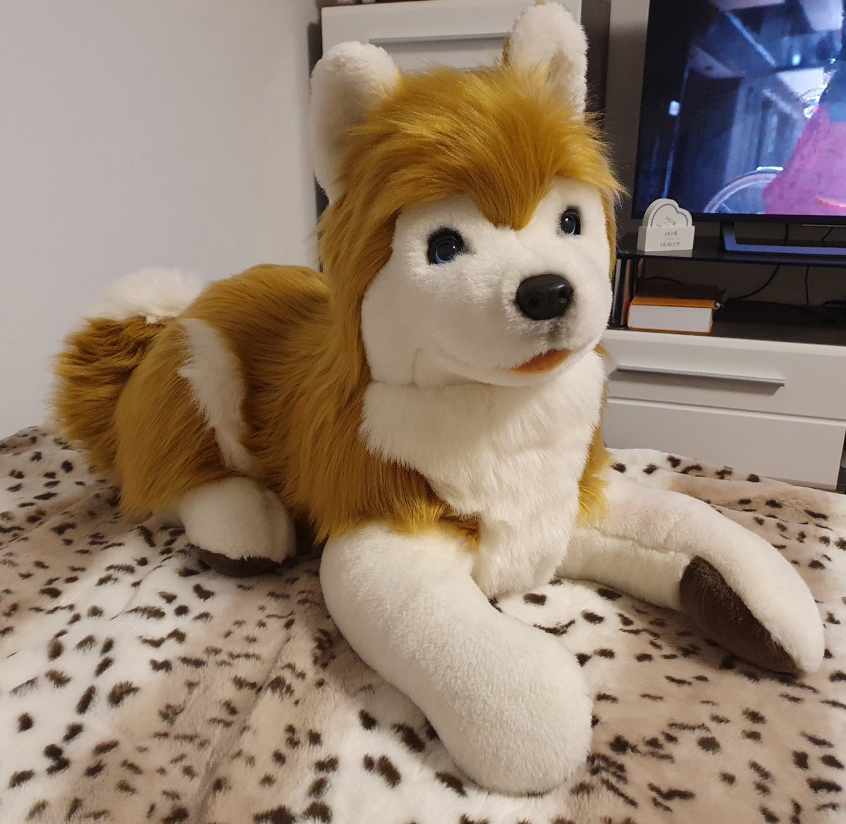 1000Room's tweet photo. Long time ago... now I'm back. Back with my plush collection.
Today I will show you a project of mine.

I bought a gray #Plüti #Plueti #Pluti #Plush #Husky cheaply. Second hand. The gray fur was unfortunately completely broken. That's why he got a new dress.
He's about 60cm. https://t.co/hx8w1nuYXk
