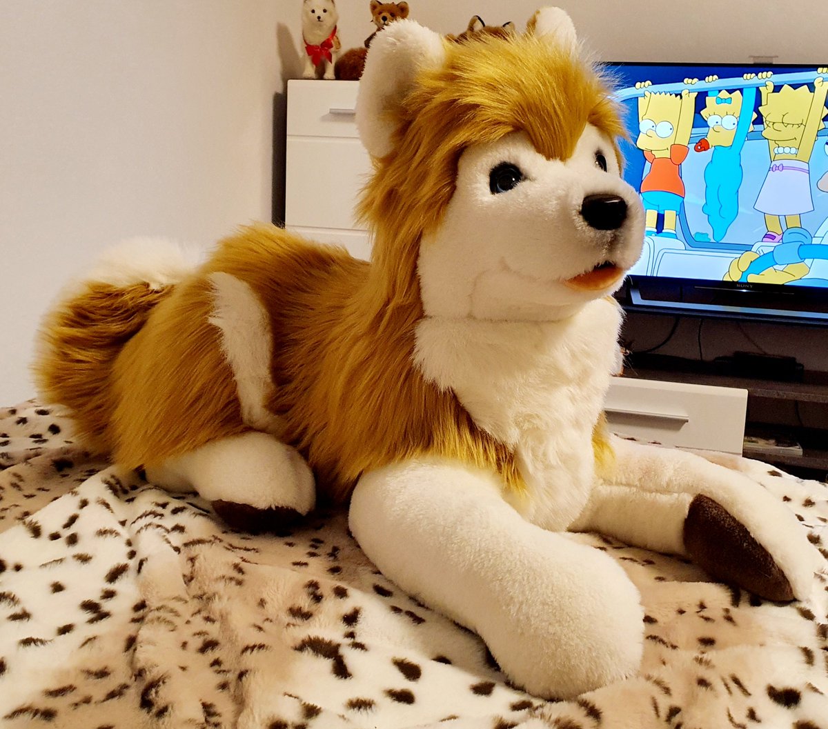 1000Room's tweet photo. Long time ago... now I'm back. Back with my plush collection.
Today I will show you a project of mine.

I bought a gray #Plüti #Plueti #Pluti #Plush #Husky cheaply. Second hand. The gray fur was unfortunately completely broken. That's why he got a new dress.
He's about 60cm. https://t.co/hx8w1nuYXk