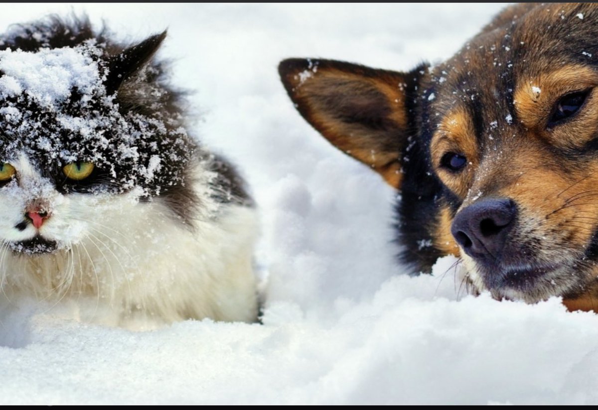 Lütfen unutmayalım can dostlarımızı… Halk ve belediyeler olarak!..