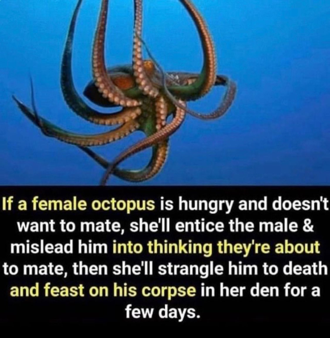 charli_xcx's tweet image. international women’s day