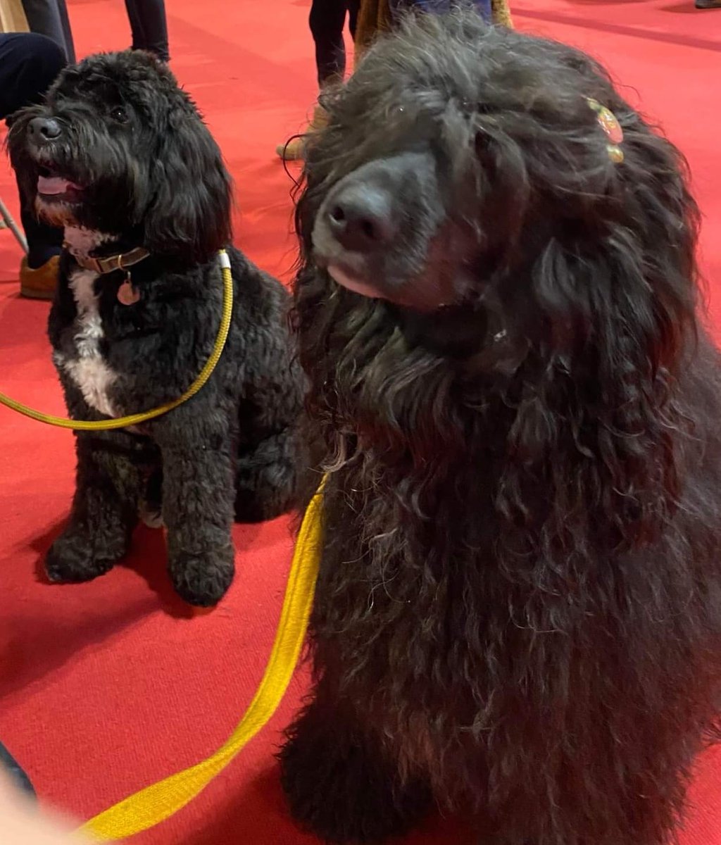 HollyBrookstein's tweet photo. Had a great day at #Crufts2022 yesterday as part of #DiscoverDogs https://t.co/NjOitWX0ra