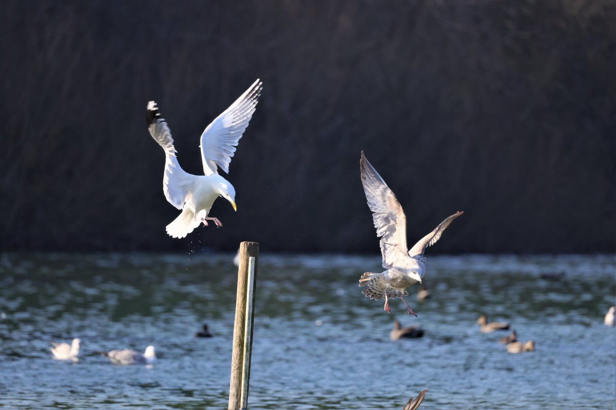 RKKwiatek's tweet photo. Arundel ,UK #seagulls #birdsflaing #arundelanimals #lake #birds https://t.co/I8pE3cF6wR