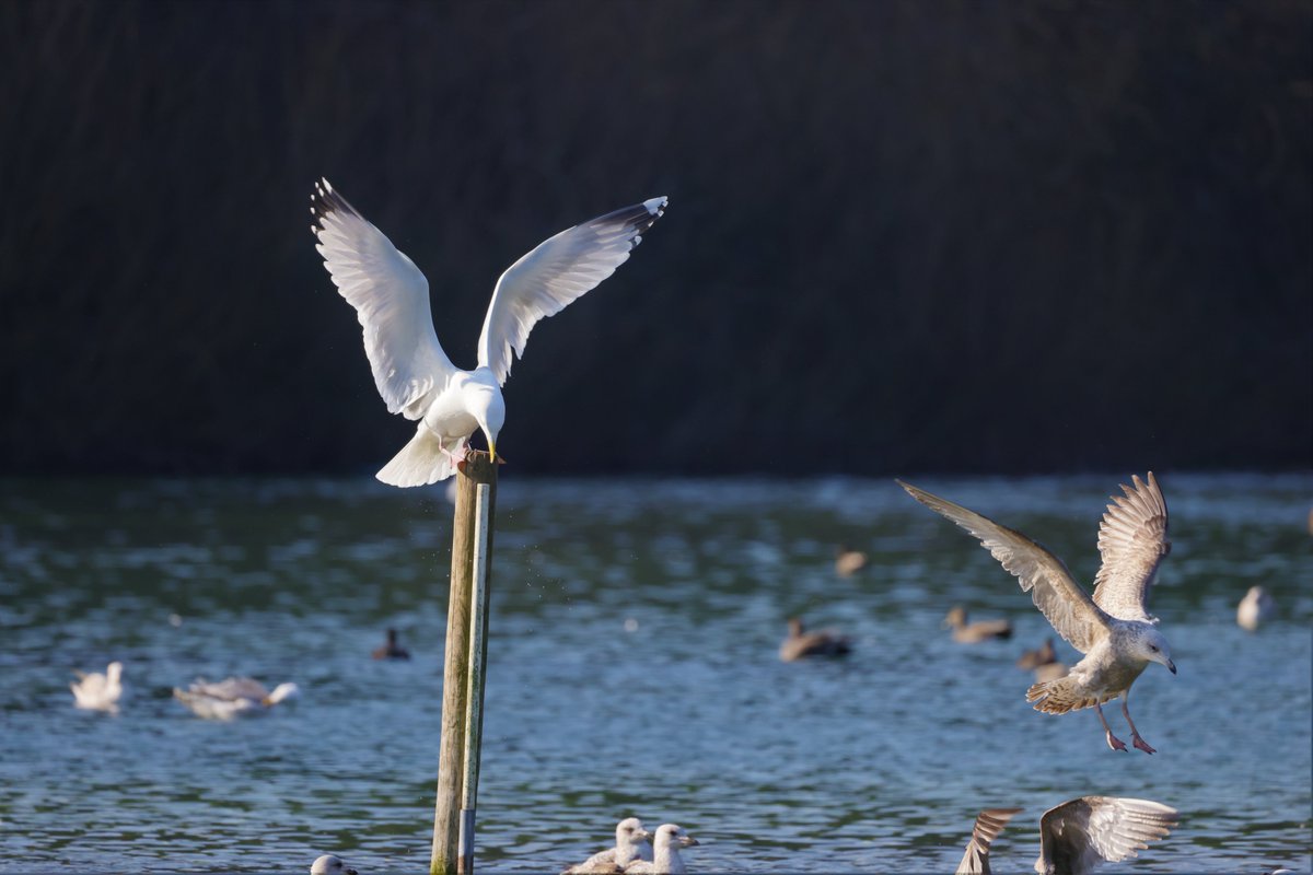 RKKwiatek's tweet photo. Arundel ,UK #seagulls #birdsflaing #arundelanimals #lake #birds https://t.co/I8pE3cF6wR