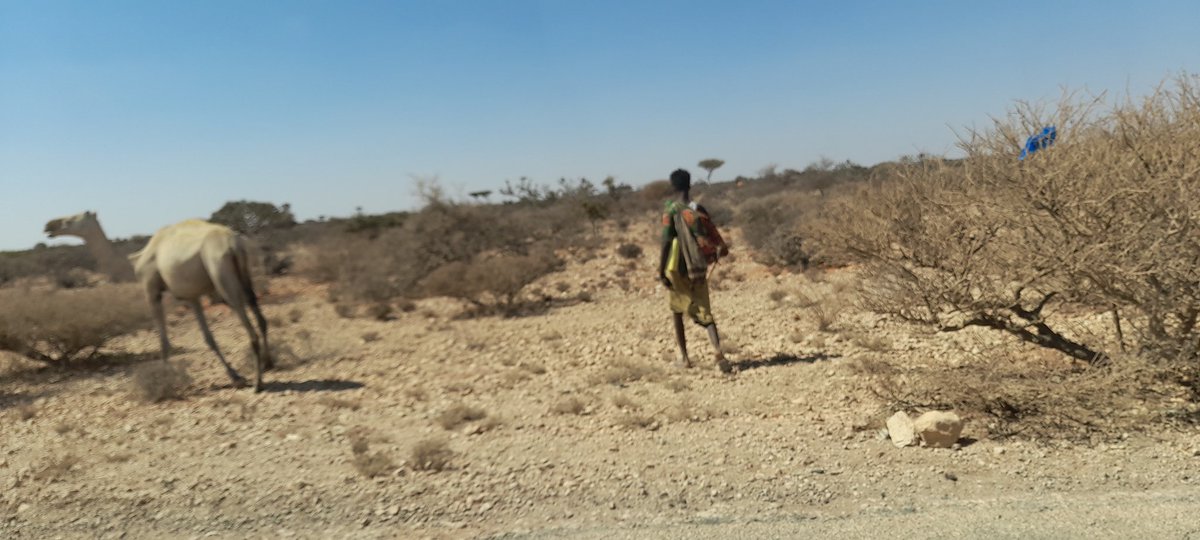 SOPDO_Somalia's tweet photo. This man and his camel are in search of water, they walk traveled from nearby towns in Galkayo. The drought in Galmudug is getting worse day by day. Rainfall forecast is not close and expectations are low. #Galmudug https://t.co/ilZqSTZOqg