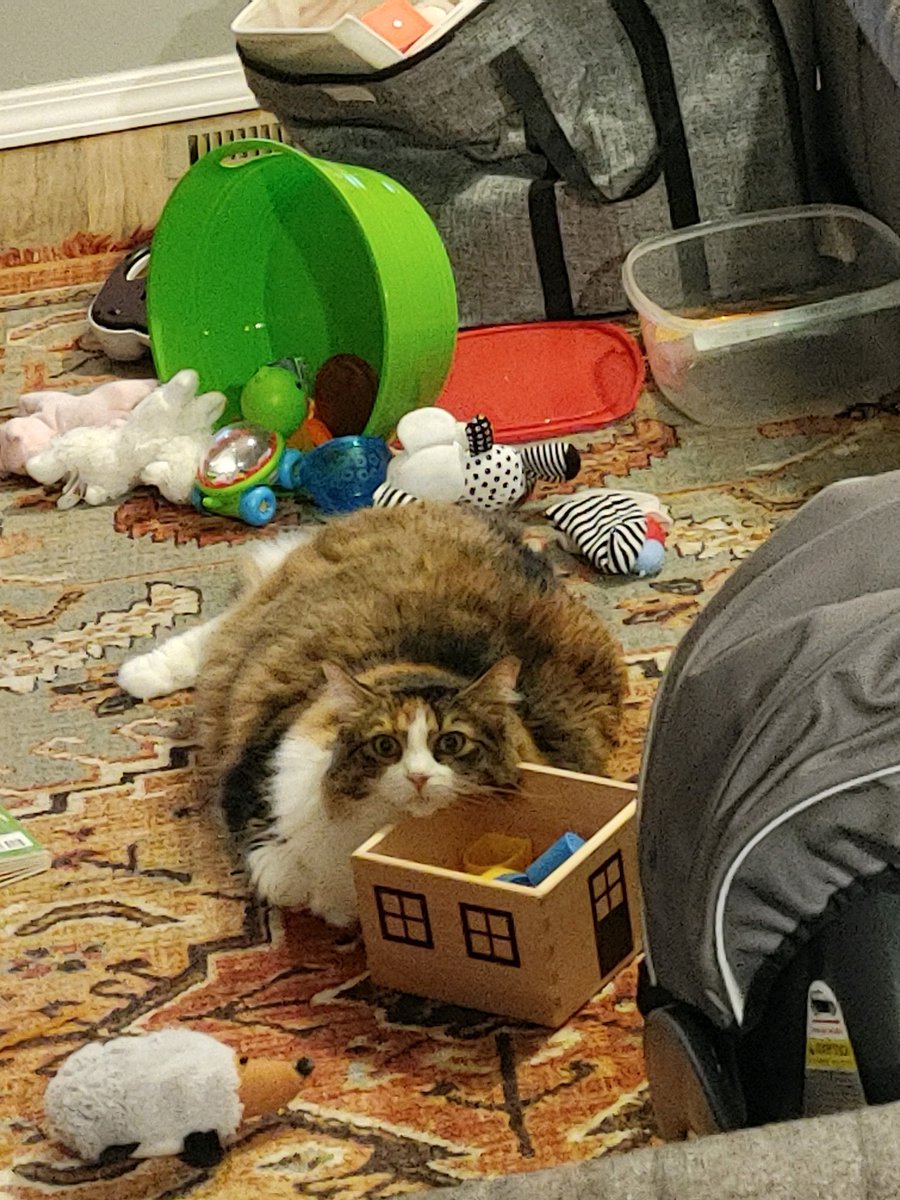 SRunyon89's tweet photo. Mallory says baby toys are also cat toys. #chonk https://t.co/8f9dTYbnRc