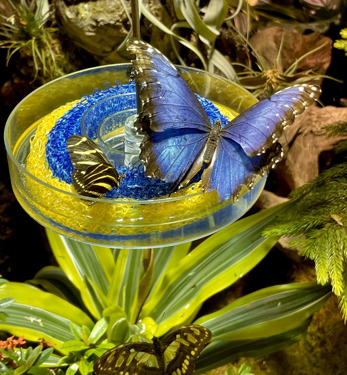 SEStewart5's tweet photo. I met my #spirit animal in the physical world yesterday #bluemoth #butterfly https://t.co/kNwg8I5x37