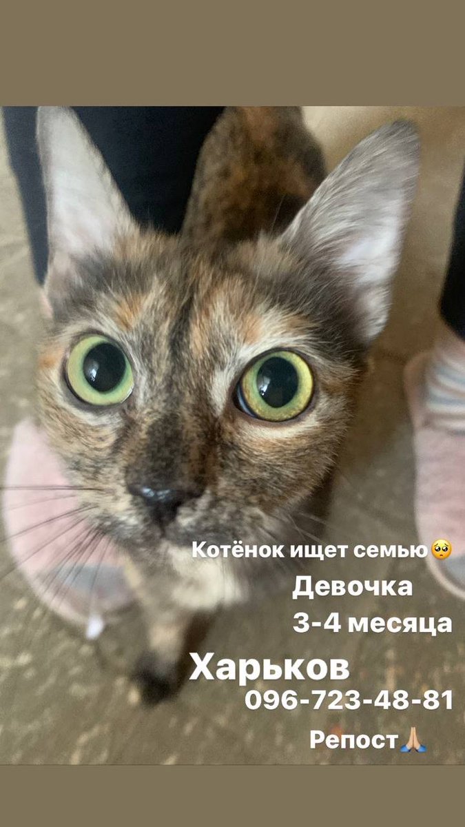 Харьков, Новые Дома! Кто может забрать котёнка