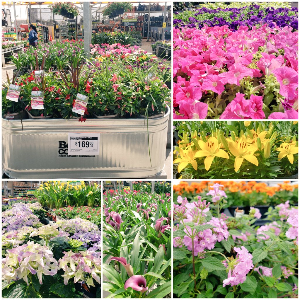Jonathan Selvera (@athalbor) on Twitter photo Spring is almost here! And the D28 Garden associates at <a href="/HomeDepot/">The Home Depot</a> Mcallen/Pharr #powerofthegulf, are #readyfortheseason come with us to get the best spring colors to your house! <a href="/geronimo_jerry/">Jerry Garcia</a> <a href="/Robs_Sanchez255/">Robert Sanchez</a> <a href="/HermanRoqueOch1/">Herman Roque</a> <a href="/IreneEscamill11/">Irene Escamilla</a> <a href="/Derek_Ruiz1216/">Derek Ruiz</a> @THD_AlyG Spring is almost here! And the D28 Garden associates at <a href="/HomeDepot/">The Home Depot</a> Mcallen/Pharr #powerofthegulf, are #readyfortheseason come with us to get the best spring colors to your house! <a href="/geronimo_jerry/">Jerry Garcia</a> <a href="/Robs_Sanchez255/">Robert Sanchez</a> <a href="/HermanRoqueOch1/">Herman Roque</a> <a href="/IreneEscamill11/">Irene Escamilla</a> <a href="/Derek_Ruiz1216/">Derek Ruiz</a> @THD_AlyG