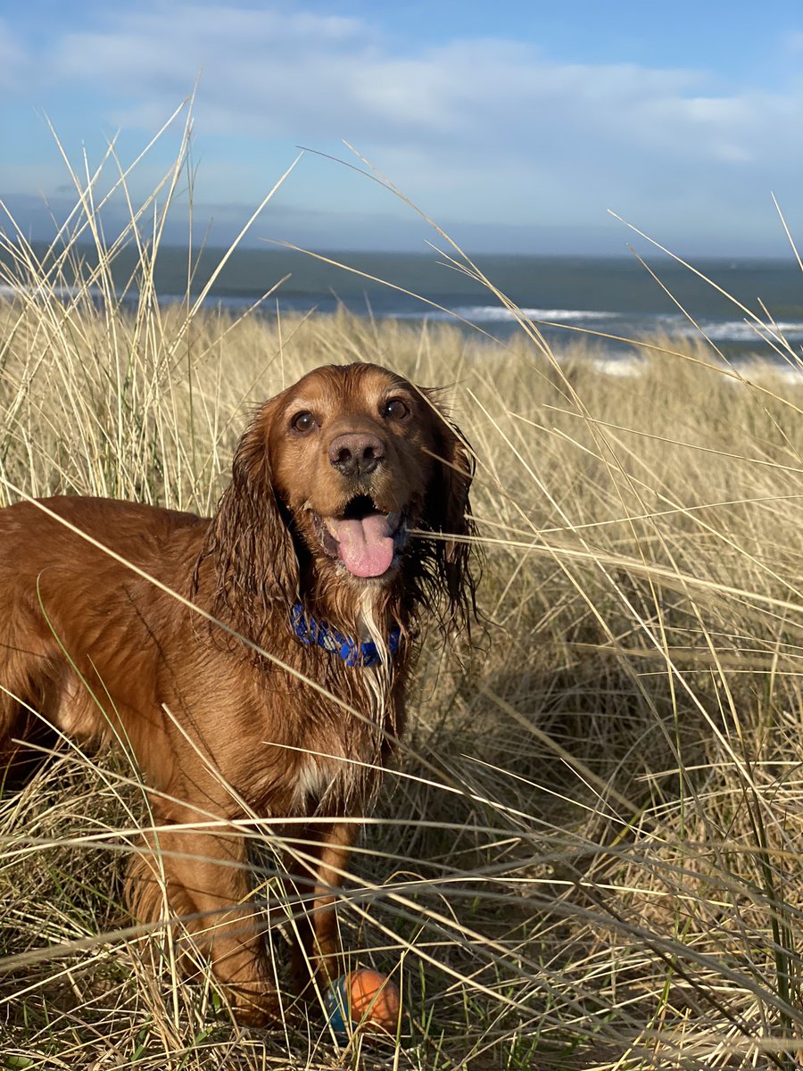 ru03thy's tweet photo. Alfie loving life at the beach.. “mum stop taking photos and throw my ball!” @Crufts @Channel4 @clarebalding #Crufts2022 #Crufts #cockerspaniel https://t.co/yY2LoBtm05